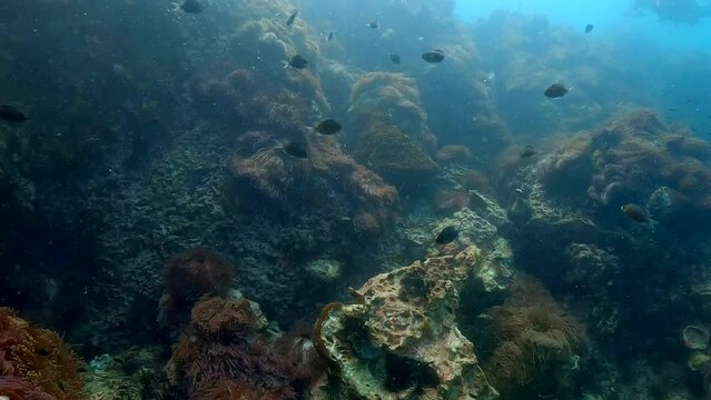 Underwater film 4 k - Thailand - black small fish hovering over anemomes and corals