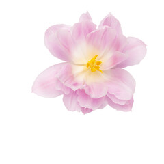 Pink tulip flower isolated on white background.