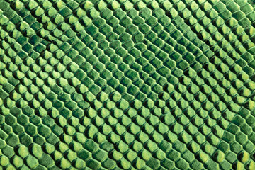 Beautiful green bright python skin, reptile skin texture, multicolored close-up as a background.