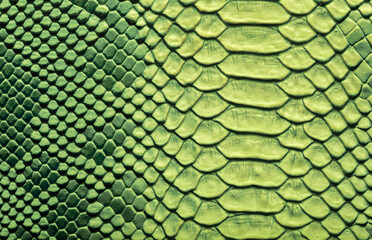 Beautiful green bright python skin, reptile skin texture, multicolored close-up as a background.