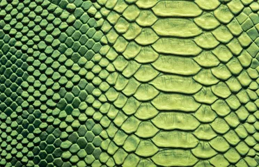 Foto auf Alu-Dibond Beautiful green bright python skin, reptile skin texture, multicolored close-up as a background. © Vera