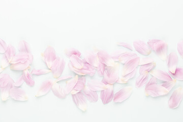 Fototapeta na wymiar Pink tulip petals on pastel background.