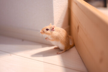 Obraz premium スナネズミ 素材