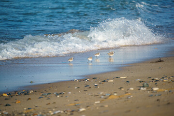 Sanderling (Calidris alba) feeding on the sand beach by the sea