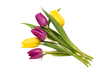 Fototapeta premium Spring Pink tulips on white background.