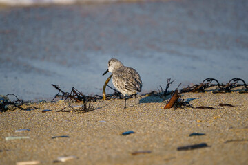 Sanderling (Calidris alba) feeding on the sand beach by the sea