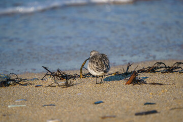 Sanderling (Calidris alba) feeding on the sand beach by the sea