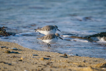 Sanderling (Calidris alba) feeding on the sand beach by the sea