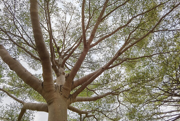 Landscape the big tree with nature background