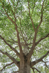 Landscape the big tree with nature background