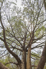 Landscape the big tree with nature background