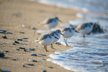 Sanderling (Calidris alba) feeding on the sand beach by the sea
