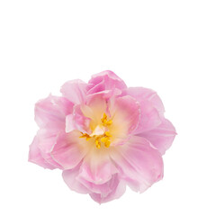 Pink tulip flower isolated on white background.