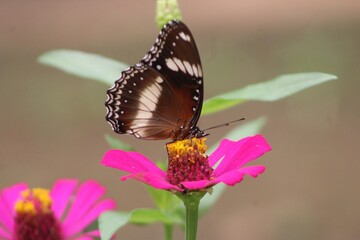 butterfly on flowerbutterfly on flower