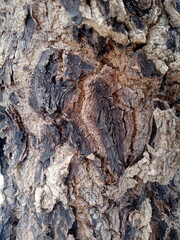 Texture embossed from the bark. Panoramic shot of wood texture. suitable for product presentation backdrops, displays and mock ups