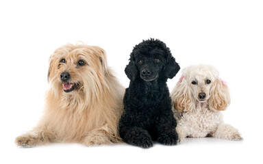 Pyrenean Sheepdog and poodles in studio