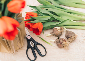 Spring holiday scene with bright red flowers, tulip bulbs, scissors and vase with selective focus....