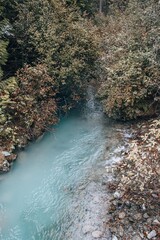 river in the forest