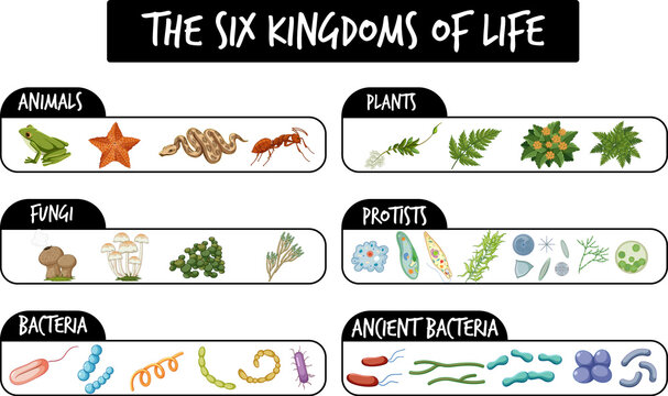 The six kingdoms of life