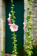 Fototapeta na wymiar Closeup of a Hollyhock in front of a green painted door, who is out of focus on a sunny summerday