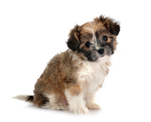 puppy Lhasa Apso