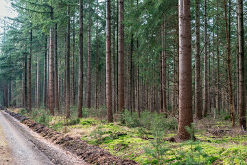 A Pine forest trail in Europe
