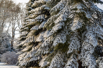 Snow covered trees in a forest 