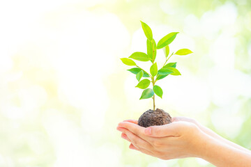 Two Hand holding young plant on bright green bokeh background for World Environment Day concept.