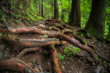 御岳山　力強い木の根が張り巡らされた登山道【東京都・青梅市】