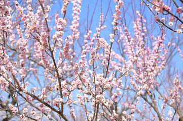 白い梅と紅い梅