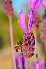 bee feeding in lavender or lavender, where they collect pollen and honey while pollinating