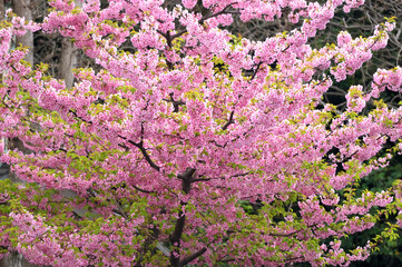 早々と咲く河津桜