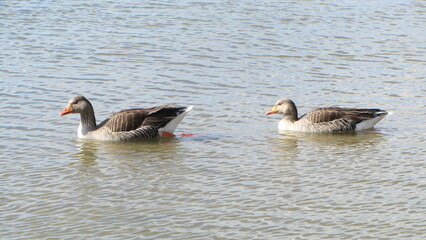 Lagunas de Villafáfila. Zamora. Spain