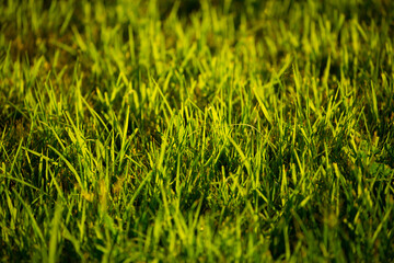 Grass green juicy and fresh texture as background