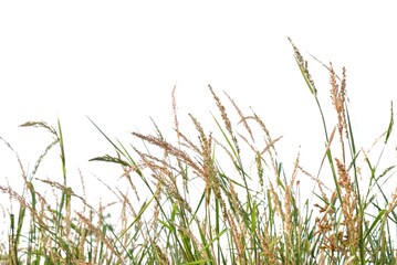 In selective focus Wild grass bush with flower blossom on white isolated background 