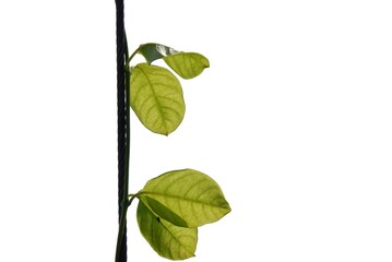 Ivy plant With leaves growing on a black rope on white isolated background for green foliage...