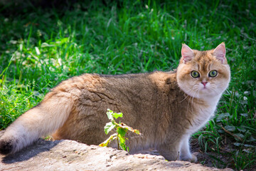A charming British golden-colored cat with a fluffy tail walks in the garden among the green grass.
