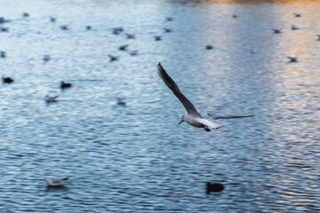 An ordinary seagull (Latin Chroicocephalus ridibundus) flies over the blue surface of the city pond on a sunny morning. Urban landscape.