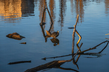 Coot or lyska (Latin Fulica atra) is a small waterfowl with a white beak in the blue water of a city reservoir on a sunny day. A wild duck swims on the water surface of a city pond with dry reeds.