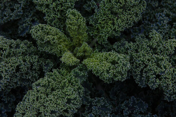 Black cabbage plant in the kitchen garden. It is also know as Tuscan kale, Italian kale, or Lacinato kale.