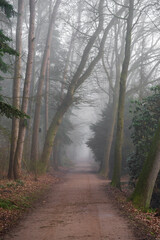 Foggy forest and trails in winter