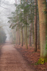 Foggy forest and trails in winter