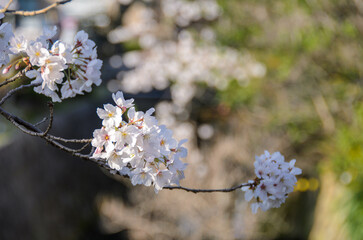 京都の春　哲学の道