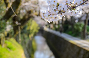 京都の春　哲学の道