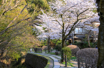 Fototapeta premium 京都の春 哲学の道
