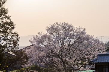 京都の春　哲学の道