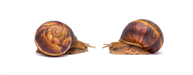 Snails on white background communication concept parent and child or student and teacher student...