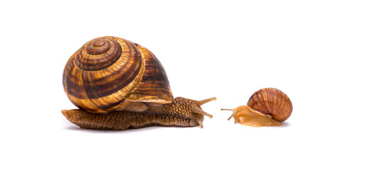Snails on white background communication concept parent and child or student and teacher student and lecturer