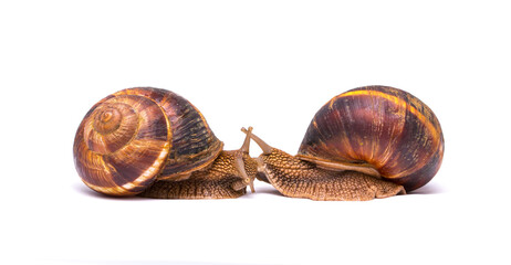 Snails on white background communication concept parent and child or student and teacher student and lecturer