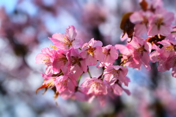 Naklejka premium Cherry blossoms in the Japanese garden. Spring flowering. Pink cherry blossom. Spring. Flowers.